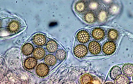 Trüf Mantarı Tohumu Meşe Ağacı için