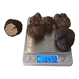 Taze Siyah Trüf Mantarı 100 g (Tuber aestivum) – 2. Boy