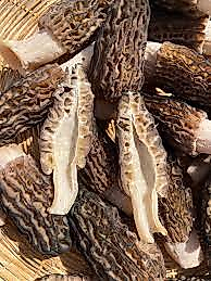 Kurutulmuş Kuzugöbeği Mantarı (25 g)