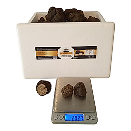 Taze Siyah Trüf Mantarı 20 g – 2. Boy (10–15 g)
