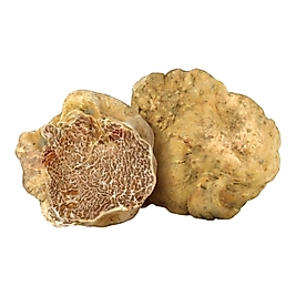 Beyaz Trüf- Tuber Magnatum